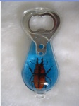 Real Insect Bottle Openers