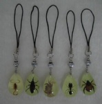 Real Insect Phone Straps